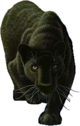 Black panther intuition